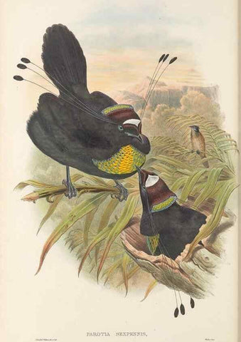 Reproducción/Reproduction 48765555493: The birds of New Guinea and the adjacent Papuan islands. London :Henry Sotheran & Co.,1875-1888.. 