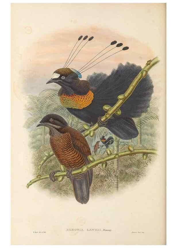 Reproducción/Reproduction 48765886801: The birds of New Guinea and the adjacent Papuan islands. London :Henry Sotheran & Co.,1875-1888.. 
