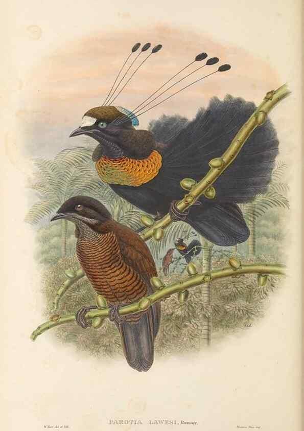 Reproducción/Reproduction 48765886801: The birds of New Guinea and the adjacent Papuan islands. London :Henry Sotheran & Co.,1875-1888.. 