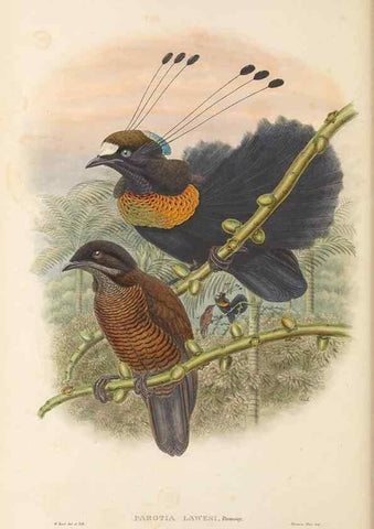 Reproducción/Reproduction 48765886801: The birds of New Guinea and the adjacent Papuan islands. London :Henry Sotheran & Co.,1875-1888.. 