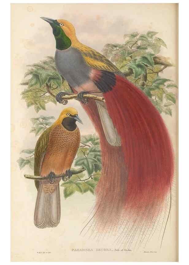 Reproducción/Reproduction 48766087207: The birds of New Guinea and the adjacent Papuan islands. London :Henry Sotheran & Co.,1875-1888.. 