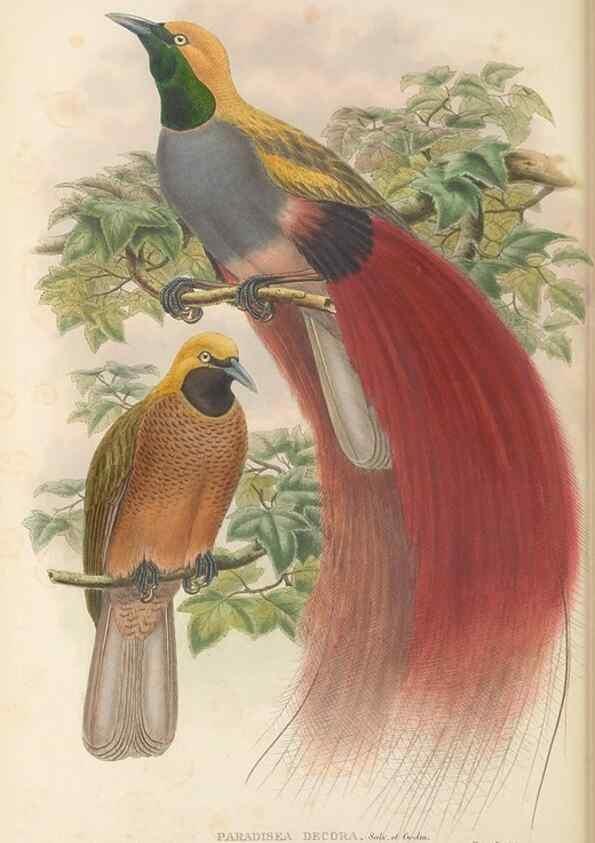 Reproducción/Reproduction 48766087207: The birds of New Guinea and the adjacent Papuan islands. London :Henry Sotheran & Co.,1875-1888.. 