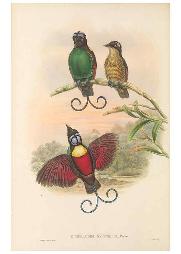 Reproducción/Reproduction 48766084652: The birds of New Guinea and the adjacent Papuan islands. London :Henry Sotheran & Co.,1875-1888.. 