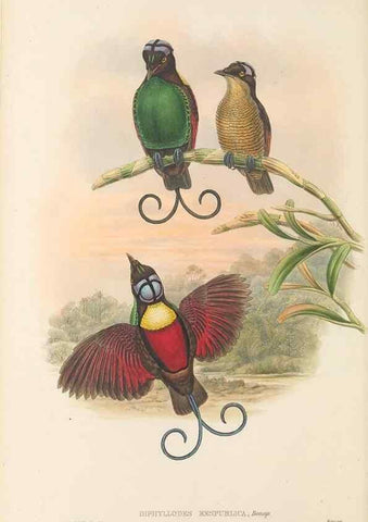 Reproducción/Reproduction 48766084652: The birds of New Guinea and the adjacent Papuan islands. London :Henry Sotheran & Co.,1875-1888.. 