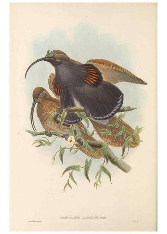 Reproducción/Reproduction 48766081612: The birds of New Guinea and the adjacent Papuan islands. London :Henry Sotheran & Co.,1875-1888.. 