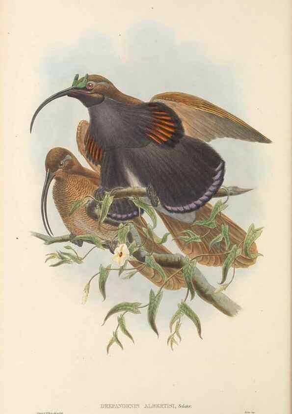 Reproducción/Reproduction 48766081612: The birds of New Guinea and the adjacent Papuan islands. London :Henry Sotheran & Co.,1875-1888.. 