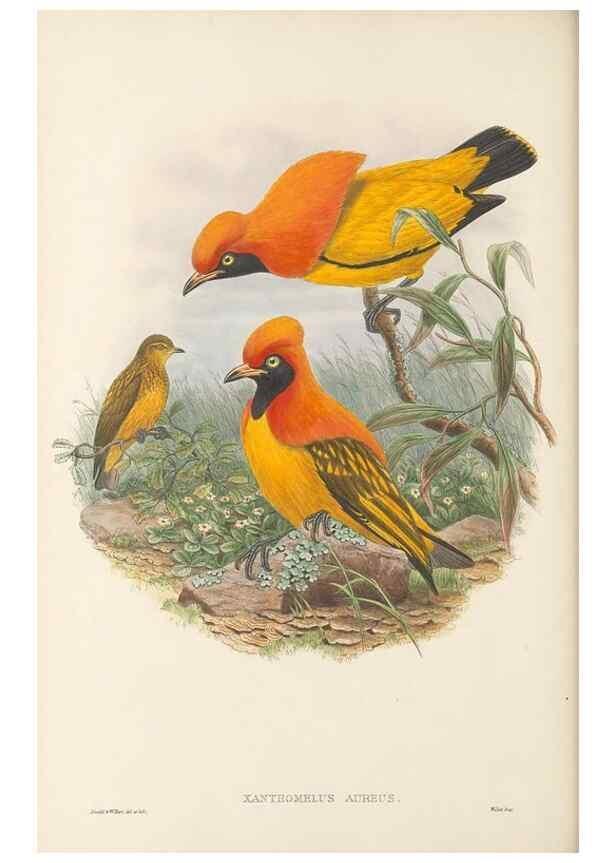 Reproducción/Reproduction 48766095592: The birds of New Guinea and the adjacent Papuan islands. London :Henry Sotheran & Co.,1875-1888.. 