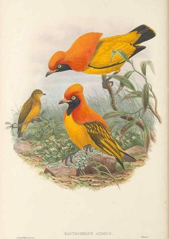 Reproducción/Reproduction 48766095592: The birds of New Guinea and the adjacent Papuan islands. London :Henry Sotheran & Co.,1875-1888.. 