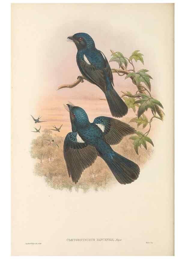 Reproducción/Reproduction 48765896246: The birds of New Guinea and the adjacent Papuan islands. London :Henry Sotheran & Co.,1875-1888.. 