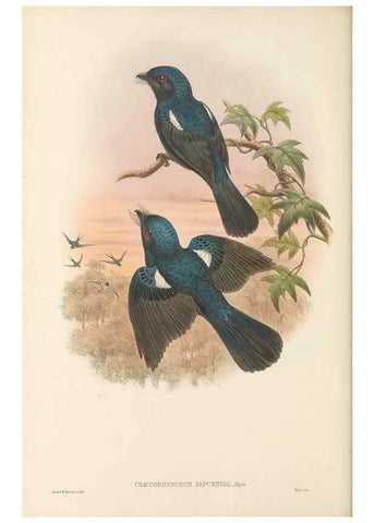 Reproducción/Reproduction 48765896246: The birds of New Guinea and the adjacent Papuan islands. London :Henry Sotheran & Co.,1875-1888.. 