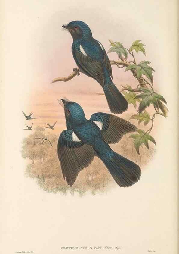 Reproducción/Reproduction 48765896246: The birds of New Guinea and the adjacent Papuan islands. London :Henry Sotheran & Co.,1875-1888.. 