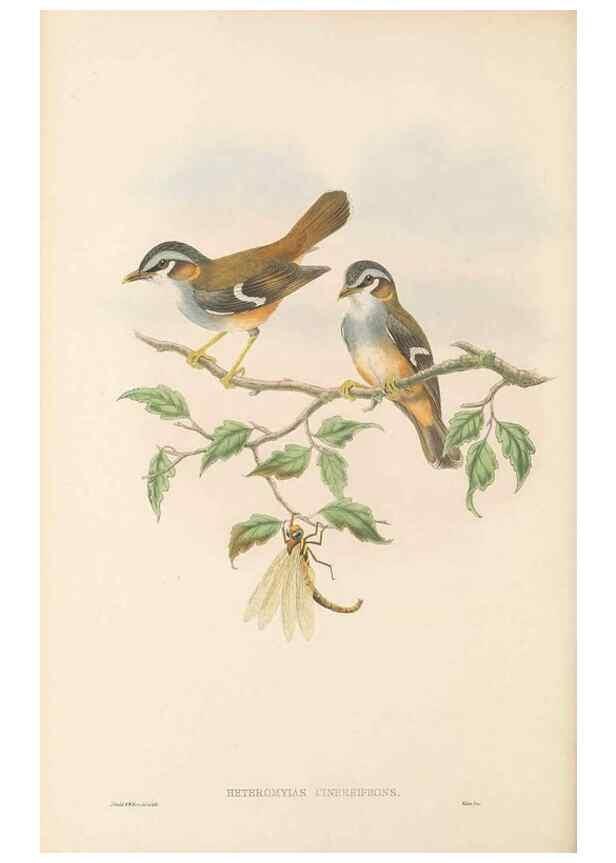 Reproducción/Reproduction 48766201812: The birds of New Guinea and the adjacent Papuan islands. London :Henry Sotheran & Co.,1875-1888.. 