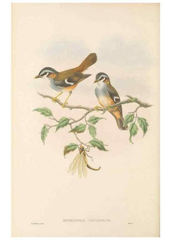 Reproducción/Reproduction 48766201812: The birds of New Guinea and the adjacent Papuan islands. London :Henry Sotheran & Co.,1875-1888.. 