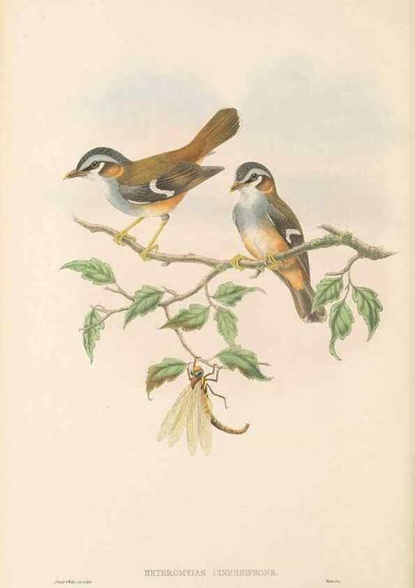 Reproducción/Reproduction 48766201812: The birds of New Guinea and the adjacent Papuan islands. London :Henry Sotheran & Co.,1875-1888.. 