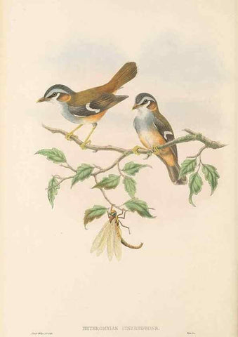 Reproducción/Reproduction 48766201812: The birds of New Guinea and the adjacent Papuan islands. London :Henry Sotheran & Co.,1875-1888.. 