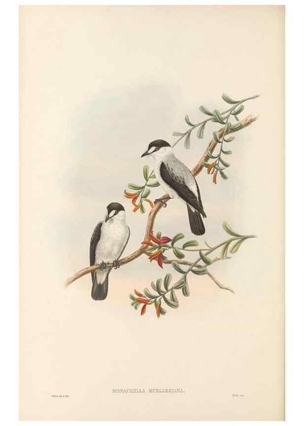 Reproducción/Reproduction 48766202152: The birds of New Guinea and the adjacent Papuan islands. London :Henry Sotheran & Co.,1875-1888.. 
