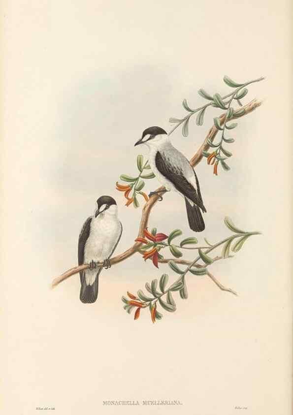 Reproducción/Reproduction 48766202152: The birds of New Guinea and the adjacent Papuan islands. London :Henry Sotheran & Co.,1875-1888.. 