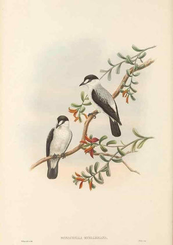Reproducción/Reproduction 48766202152: The birds of New Guinea and the adjacent Papuan islands. London :Henry Sotheran & Co.,1875-1888.. 