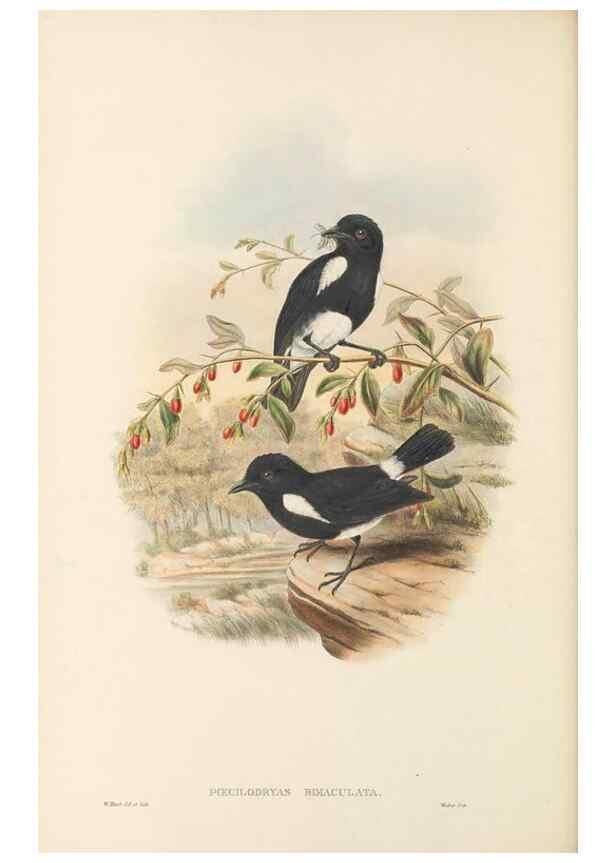 Reproducción/Reproduction 48766000581: The birds of New Guinea and the adjacent Papuan islands. London :Henry Sotheran & Co.,1875-1888.. 