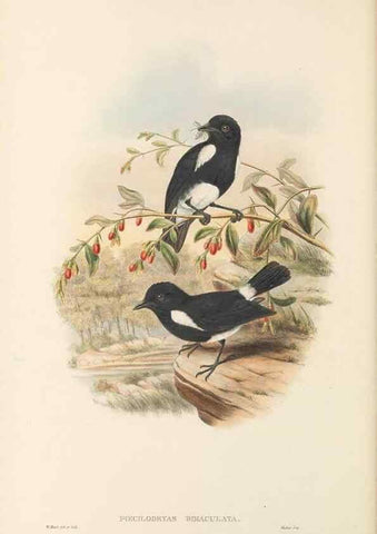 Reproducción/Reproduction 48766000581: The birds of New Guinea and the adjacent Papuan islands. London :Henry Sotheran & Co.,1875-1888.. 