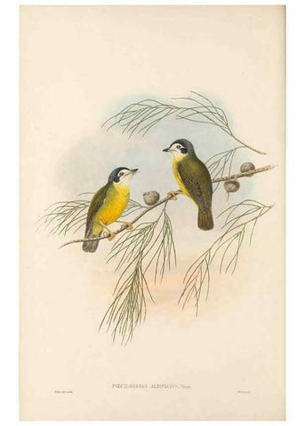 Reproducción/Reproduction 48766202862: The birds of New Guinea and the adjacent Papuan islands. London :Henry Sotheran & Co.,1875-1888.. 