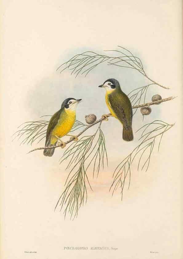 Reproducción/Reproduction 48766202862: The birds of New Guinea and the adjacent Papuan islands. London :Henry Sotheran & Co.,1875-1888.. 