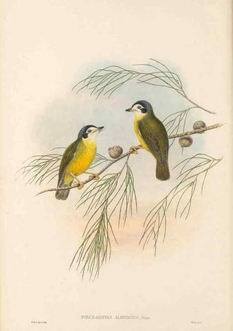 Reproducción/Reproduction 48766202862: The birds of New Guinea and the adjacent Papuan islands. London :Henry Sotheran & Co.,1875-1888.. 