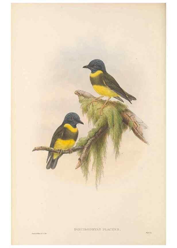 Reproducción/Reproduction 48766203242: The birds of New Guinea and the adjacent Papuan islands. London :Henry Sotheran & Co.,1875-1888.. 