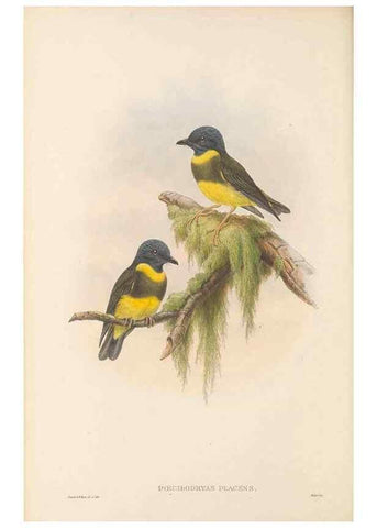 Reproducción/Reproduction 48766203242: The birds of New Guinea and the adjacent Papuan islands. London :Henry Sotheran & Co.,1875-1888.. 