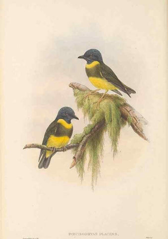 Reproducción/Reproduction 48766203242: The birds of New Guinea and the adjacent Papuan islands. London :Henry Sotheran & Co.,1875-1888.. 
