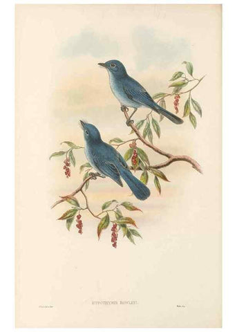 Reproducción/Reproduction 48765671513: The birds of New Guinea and the adjacent Papuan islands. London :Henry Sotheran & Co.,1875-1888.. 