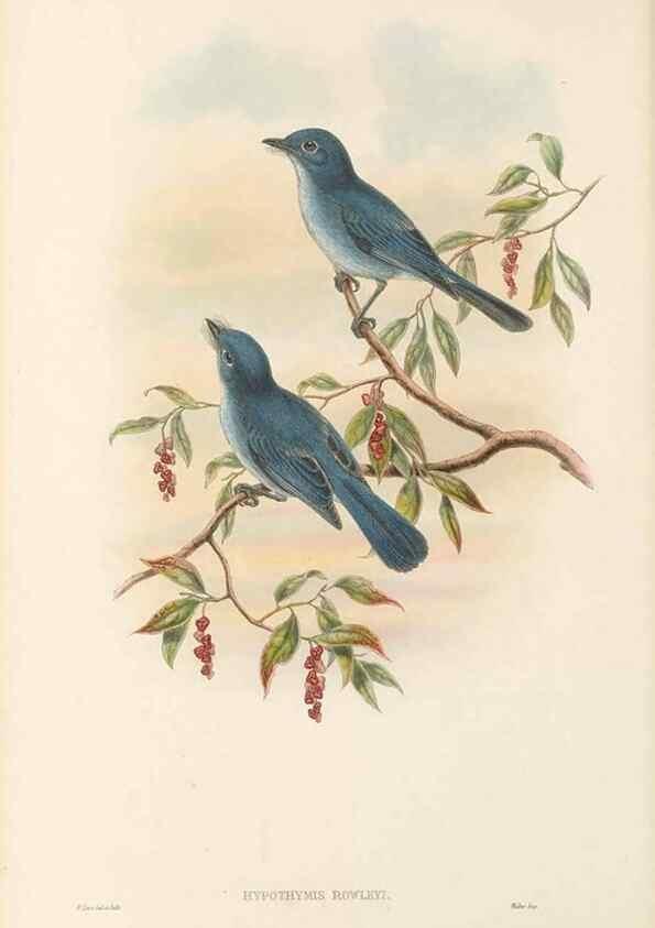 Reproducción/Reproduction 48765671513: The birds of New Guinea and the adjacent Papuan islands. London :Henry Sotheran & Co.,1875-1888.. 