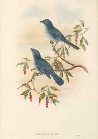 Reproducción/Reproduction 48765671513: The birds of New Guinea and the adjacent Papuan islands. London :Henry Sotheran & Co.,1875-1888.. 