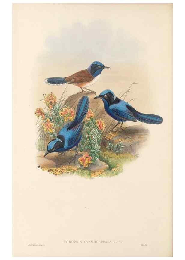 Reproducción/Reproduction 48766002331: The birds of New Guinea and the adjacent Papuan islands. London :Henry Sotheran & Co.,1875-1888.. 
