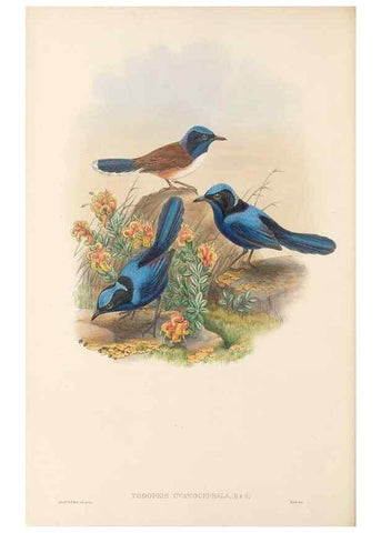 Reproducción/Reproduction 48766002331: The birds of New Guinea and the adjacent Papuan islands. London :Henry Sotheran & Co.,1875-1888.. 