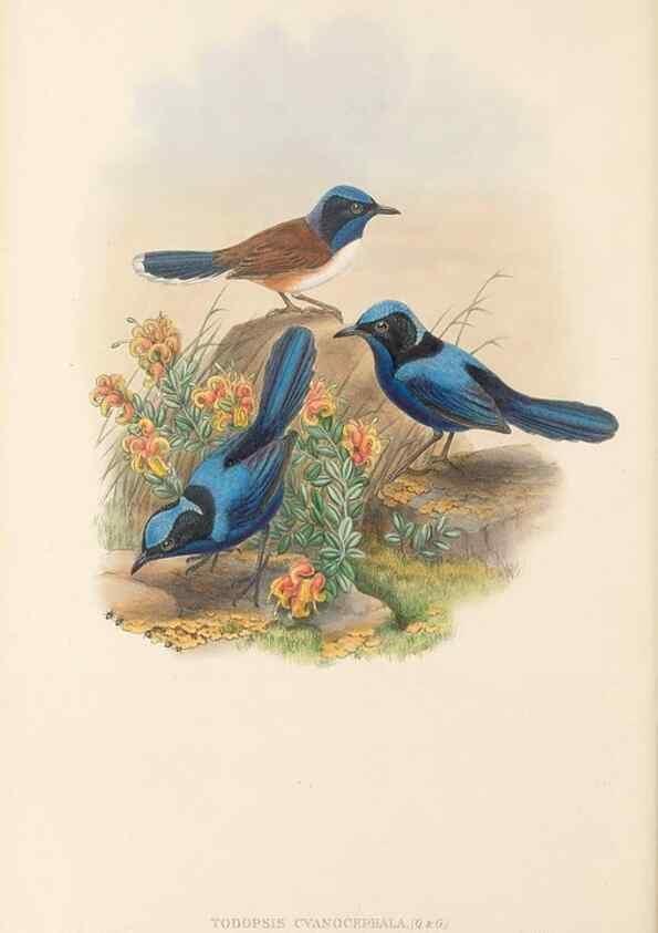 Reproducción/Reproduction 48766002331: The birds of New Guinea and the adjacent Papuan islands. London :Henry Sotheran & Co.,1875-1888.. 