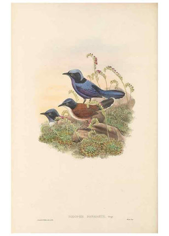 Reproducción/Reproduction 48765672303: The birds of New Guinea and the adjacent Papuan islands. London :Henry Sotheran & Co.,1875-1888.. 