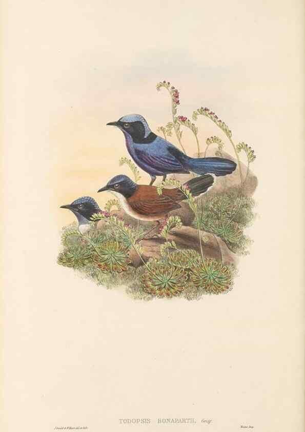 Reproducción/Reproduction 48765672303: The birds of New Guinea and the adjacent Papuan islands. London :Henry Sotheran & Co.,1875-1888.. 