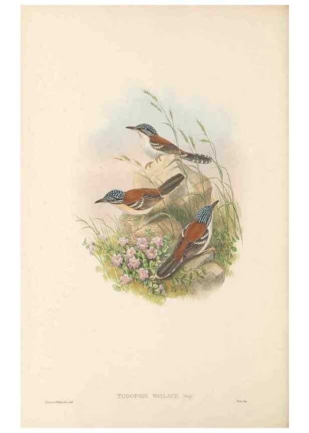 Reproducción/Reproduction 48766002936: The birds of New Guinea and the adjacent Papuan islands. London :Henry Sotheran & Co.,1875-1888.. 