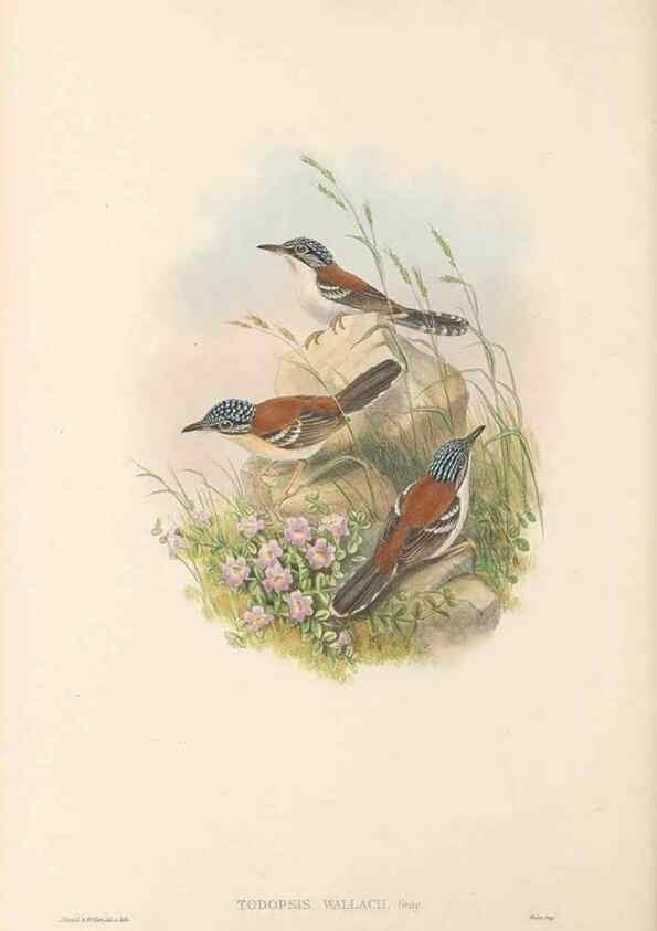 Reproducción/Reproduction 48766002936: The birds of New Guinea and the adjacent Papuan islands. London :Henry Sotheran & Co.,1875-1888.. 