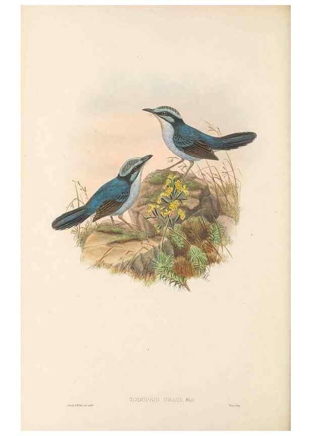Reproducción/Reproduction 48765672858: The birds of New Guinea and the adjacent Papuan islands. London :Henry Sotheran & Co.,1875-1888.. 