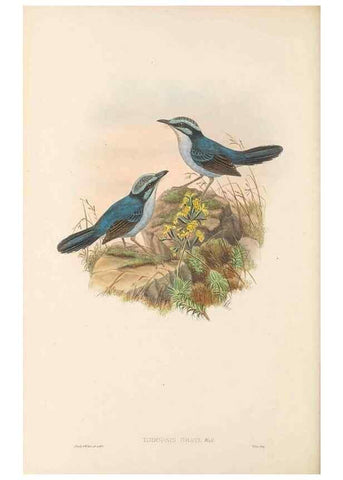 Reproducción/Reproduction 48765672858: The birds of New Guinea and the adjacent Papuan islands. London :Henry Sotheran & Co.,1875-1888.. 