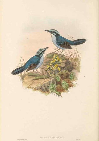 Reproducción/Reproduction 48765672858: The birds of New Guinea and the adjacent Papuan islands. London :Henry Sotheran & Co.,1875-1888.. 