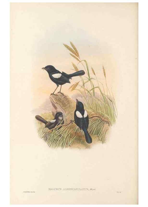 Reproducción/Reproduction 48766003611: The birds of New Guinea and the adjacent Papuan islands. London :Henry Sotheran & Co.,1875-1888.. 