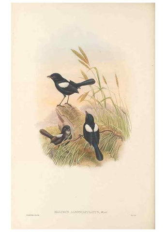 Reproducción/Reproduction 48766003611: The birds of New Guinea and the adjacent Papuan islands. London :Henry Sotheran & Co.,1875-1888.. 