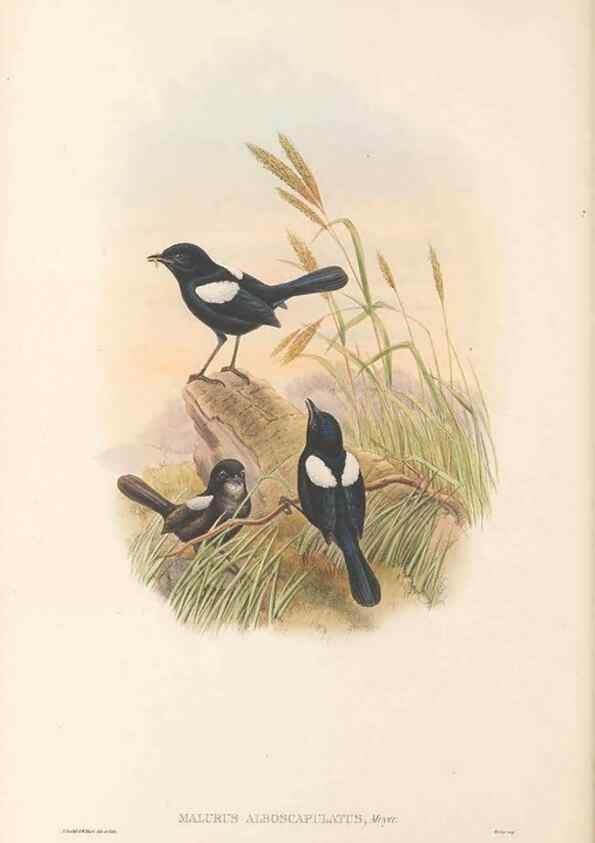 Reproducción/Reproduction 48766003611: The birds of New Guinea and the adjacent Papuan islands. London :Henry Sotheran & Co.,1875-1888.. 