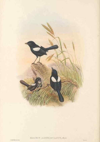 Reproducción/Reproduction 48766003611: The birds of New Guinea and the adjacent Papuan islands. London :Henry Sotheran & Co.,1875-1888.. 