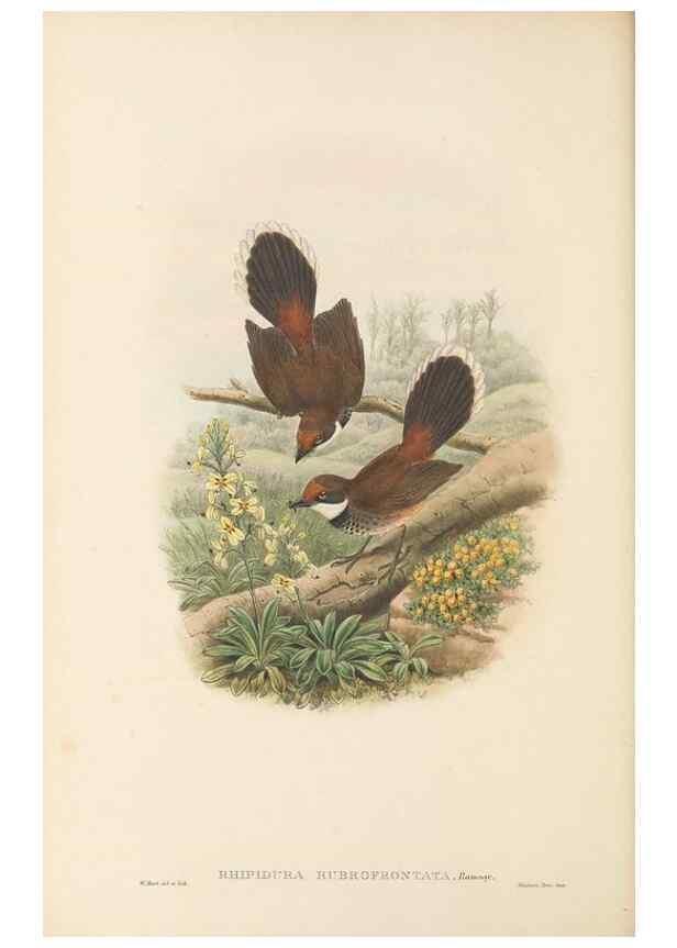 Reproducción/Reproduction 48765673503: The birds of New Guinea and the adjacent Papuan islands. London :Henry Sotheran & Co.,1875-1888.. 