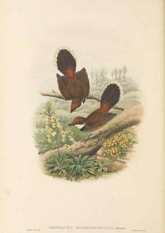 Reproducción/Reproduction 48765673503: The birds of New Guinea and the adjacent Papuan islands. London :Henry Sotheran & Co.,1875-1888.. 
