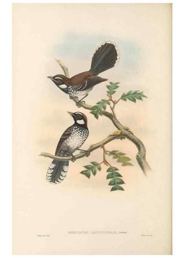 Reproducción/Reproduction 48765673793: The birds of New Guinea and the adjacent Papuan islands. London :Henry Sotheran & Co.,1875-1888.. 